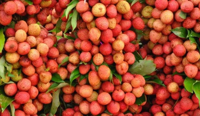 Grappes de letchis en vente