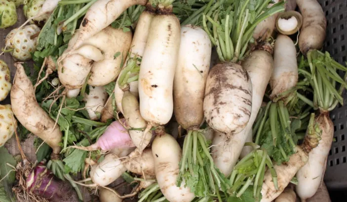 Navets en vente au marché de Fort-de-France