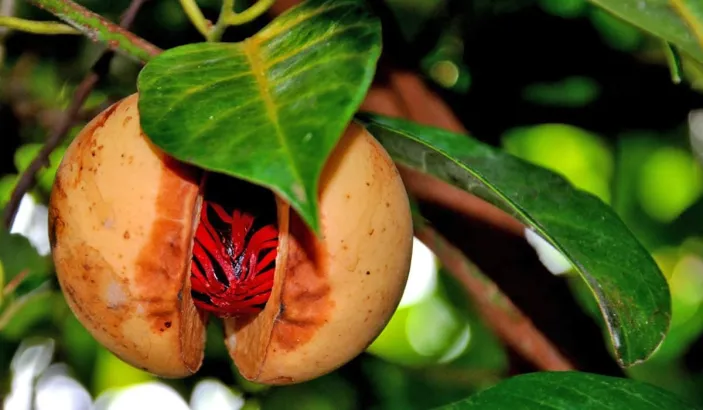 Branch with nutmeg fruit