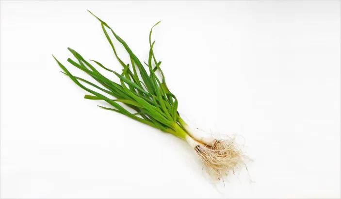 Oignon pays ou cives