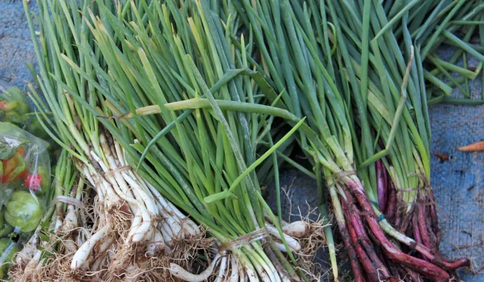 Welsh onion branch for sale at Fort-de-France market
