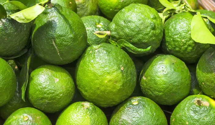 Green sour oranges