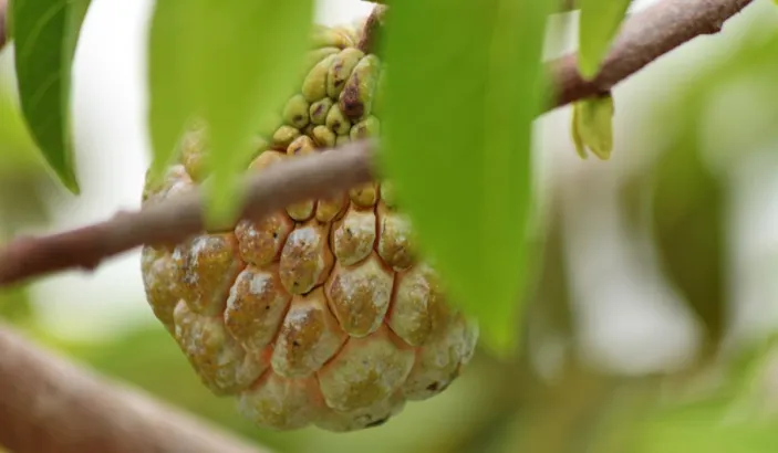 Sweetsop in a tree