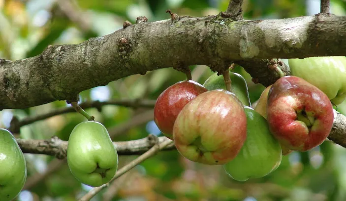 Pommes d’eau en cours de maturation sur une branche