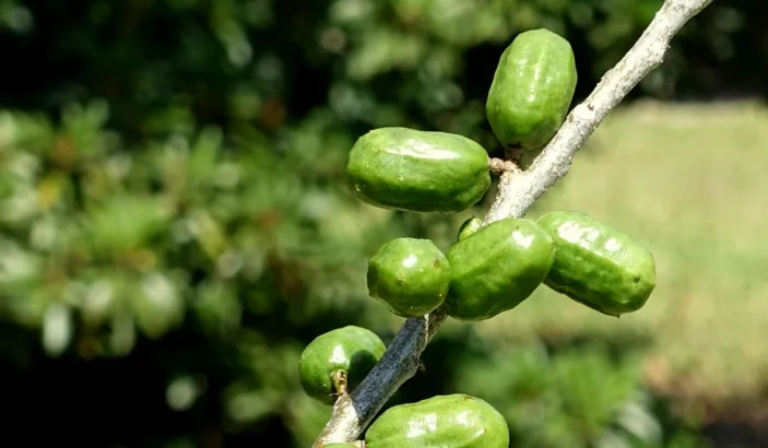 Prune d'Espagne en maturation sur une branche