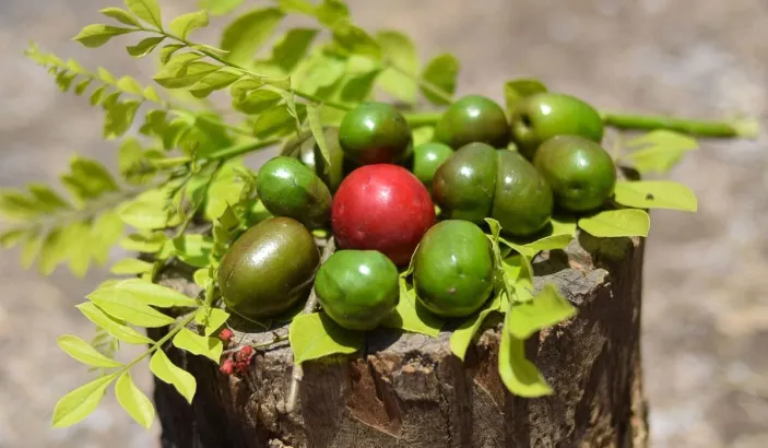 Une prune rouge et des des prunes vertes