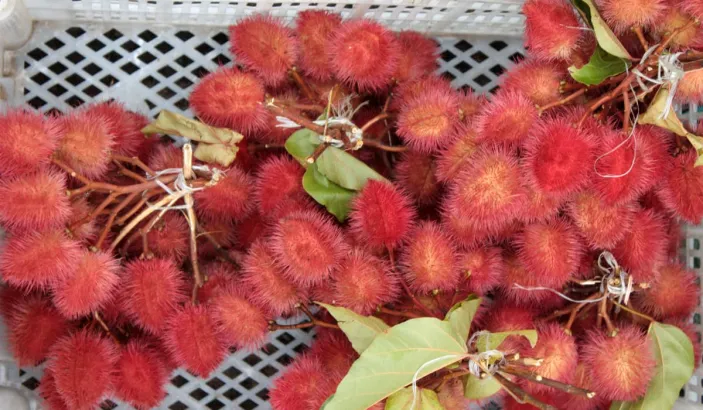 Roucous vendus au marche de Fort-de-France