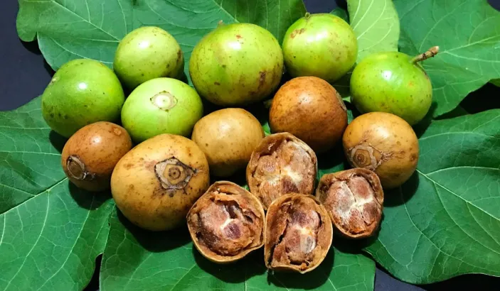 Tamarins des Indes verts et marrons