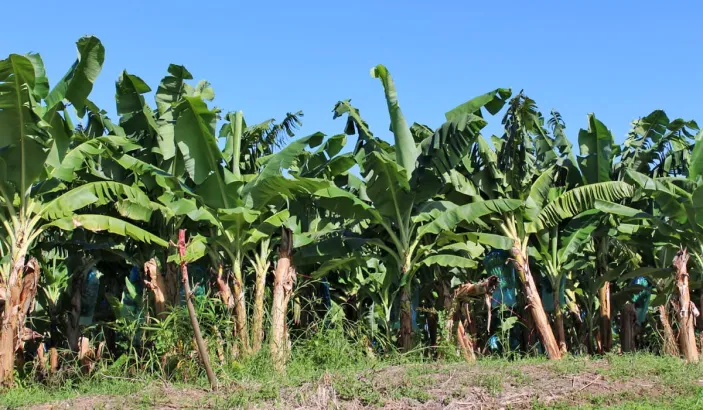 Bananiers de l'Habitation Chalvet