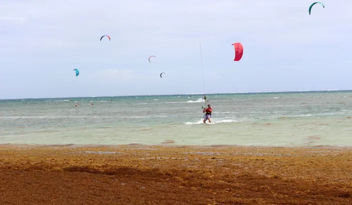 Sargassum algae on Pointe Faula beach