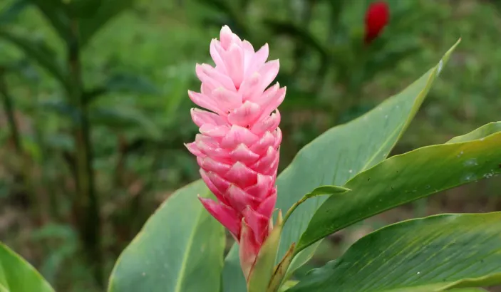 Balisier rose au jardin de la montagne