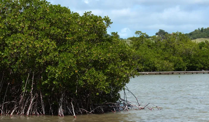 L'étang des Salines