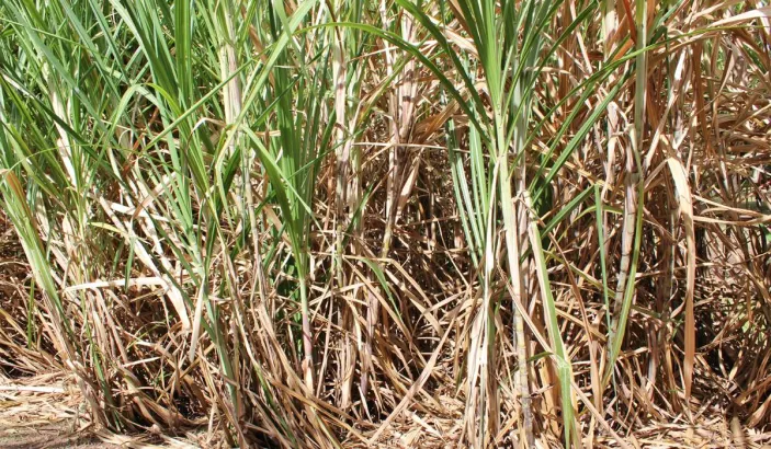 Sugar cane field at Habitation Clément