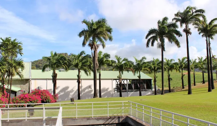 Palm trees at Habitation Clément