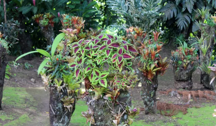 Plante verte au jardin de Balata