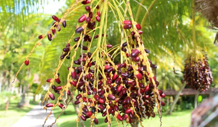 Fruits de palmier au jardin de Balata