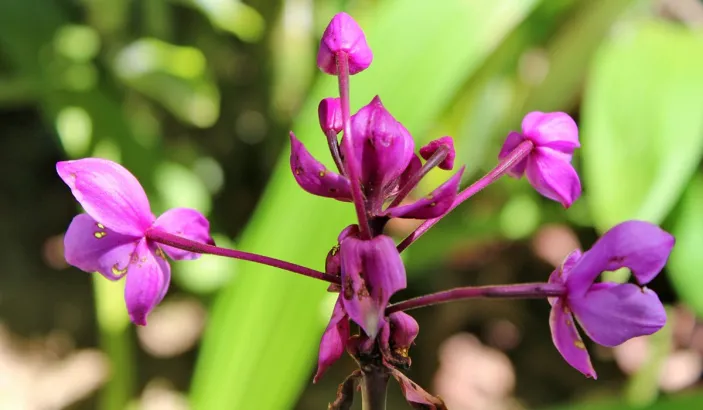 Fleurs roses au jardin de Balata