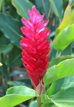 Balisier rouge au jardin de Balata