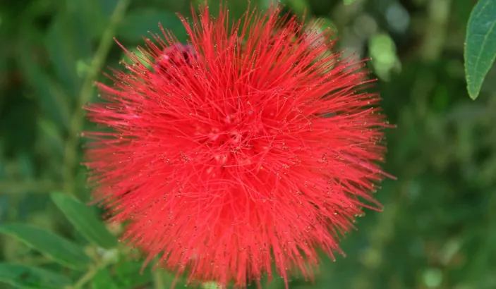 Fleur rouge au jardin de Balata