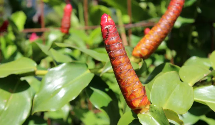 Plante au jardin de Balata