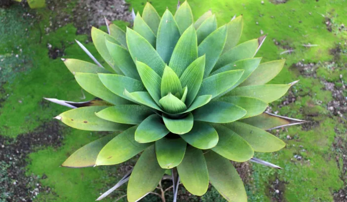 Plante verte au jardin de Balata