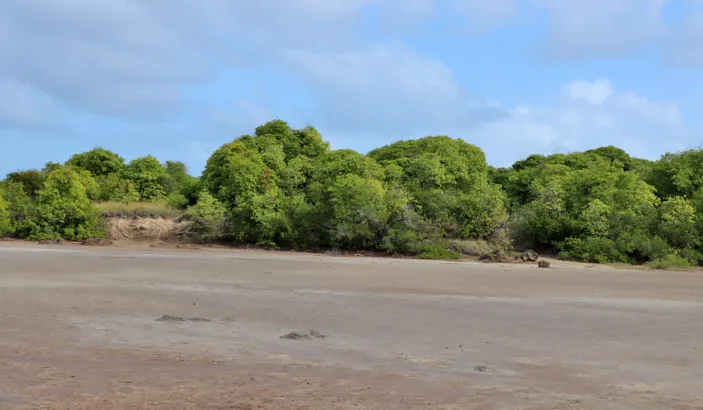 Savane des Pétrifications
