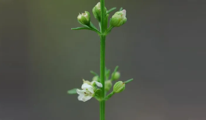 Licorice weed (Scoparia dulcis)