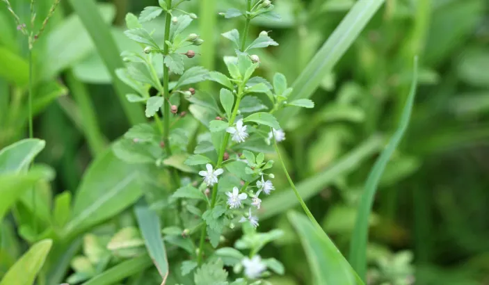 Licorice weed (Scoparia dulcis)