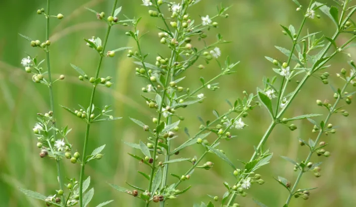 Licorice weed (Scoparia dulcis)
