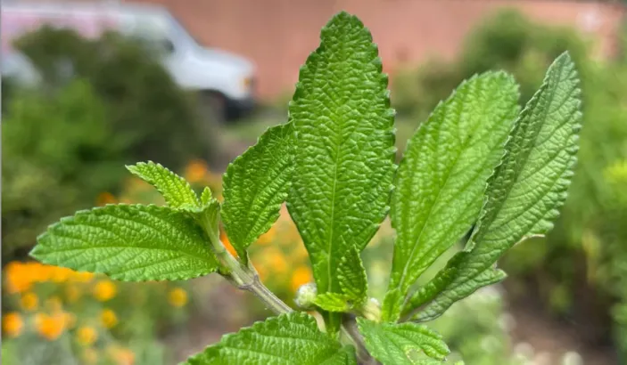 Feuilles de brisée (Lippia Alba)