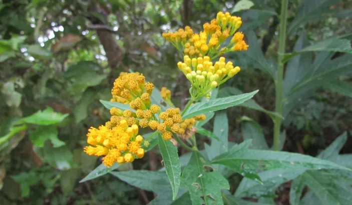 Jackass bitters flowers (Neurolaena lobata)