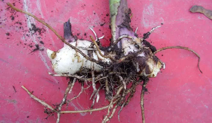 Tubers and root of African arrowroot (canna indica)