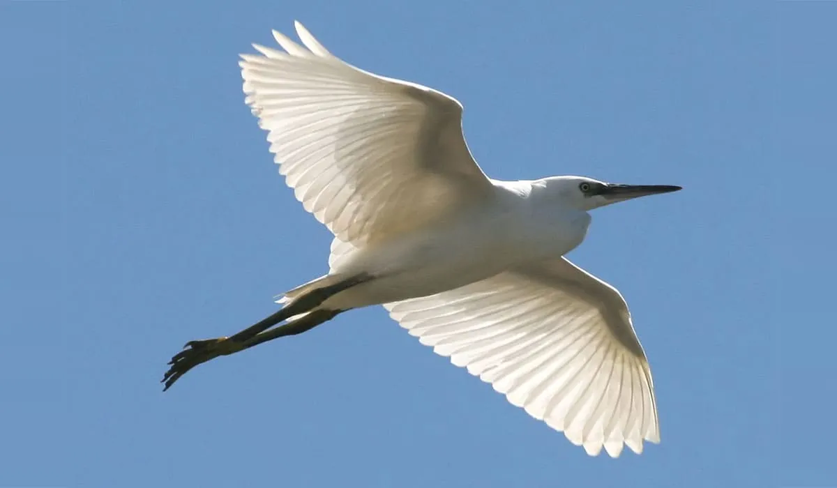 Aigrette garzette en plein vol