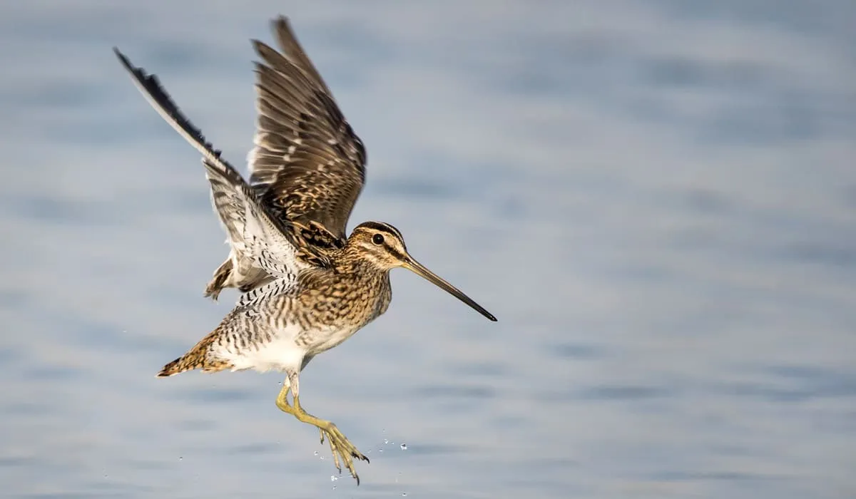 Bécassine des marais en plein vol
