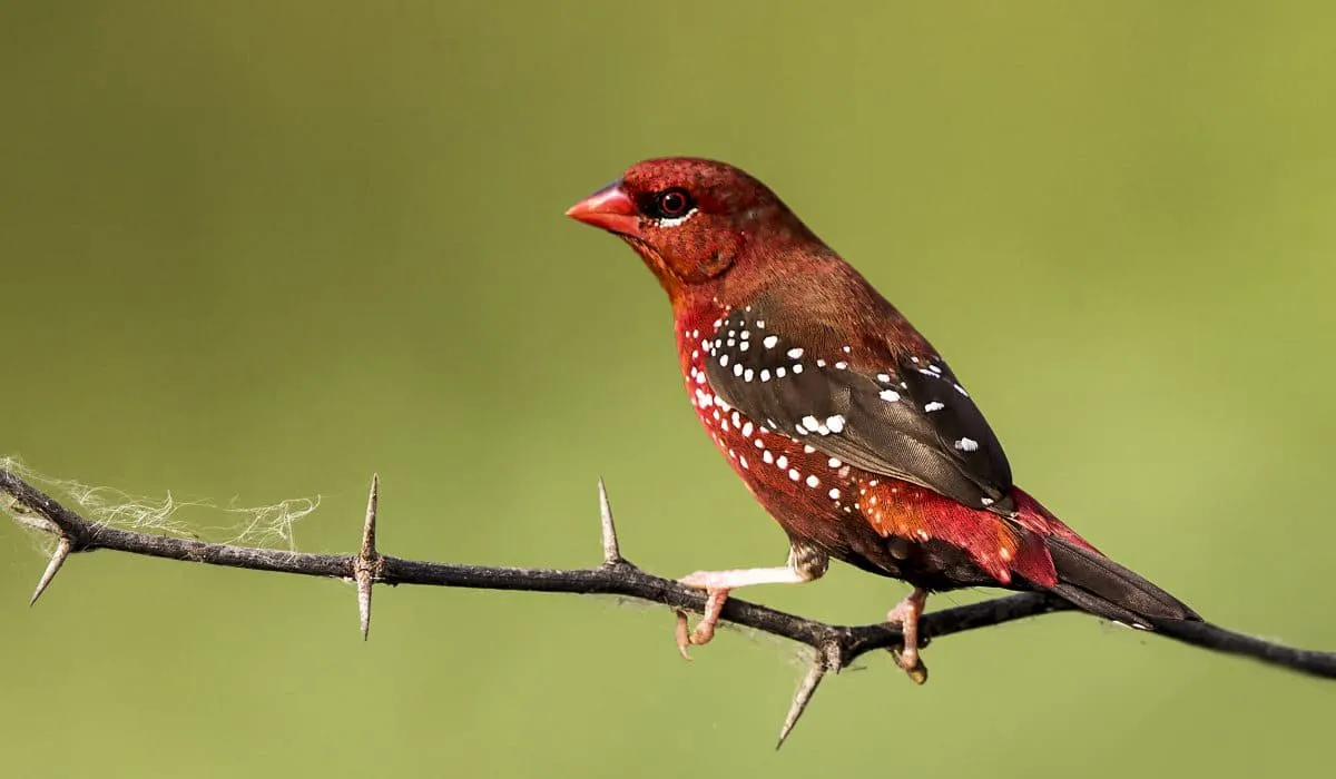 Bengali rouge sur une branche
