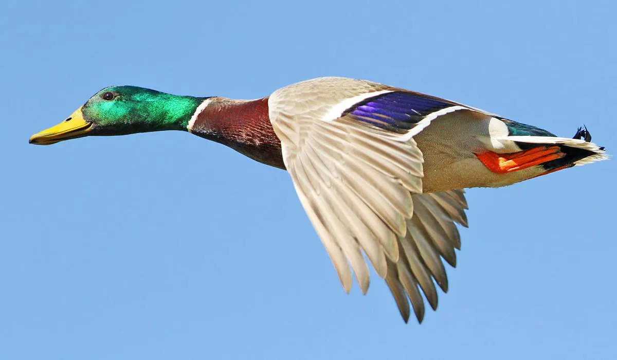 Canard colvert en plein vol
