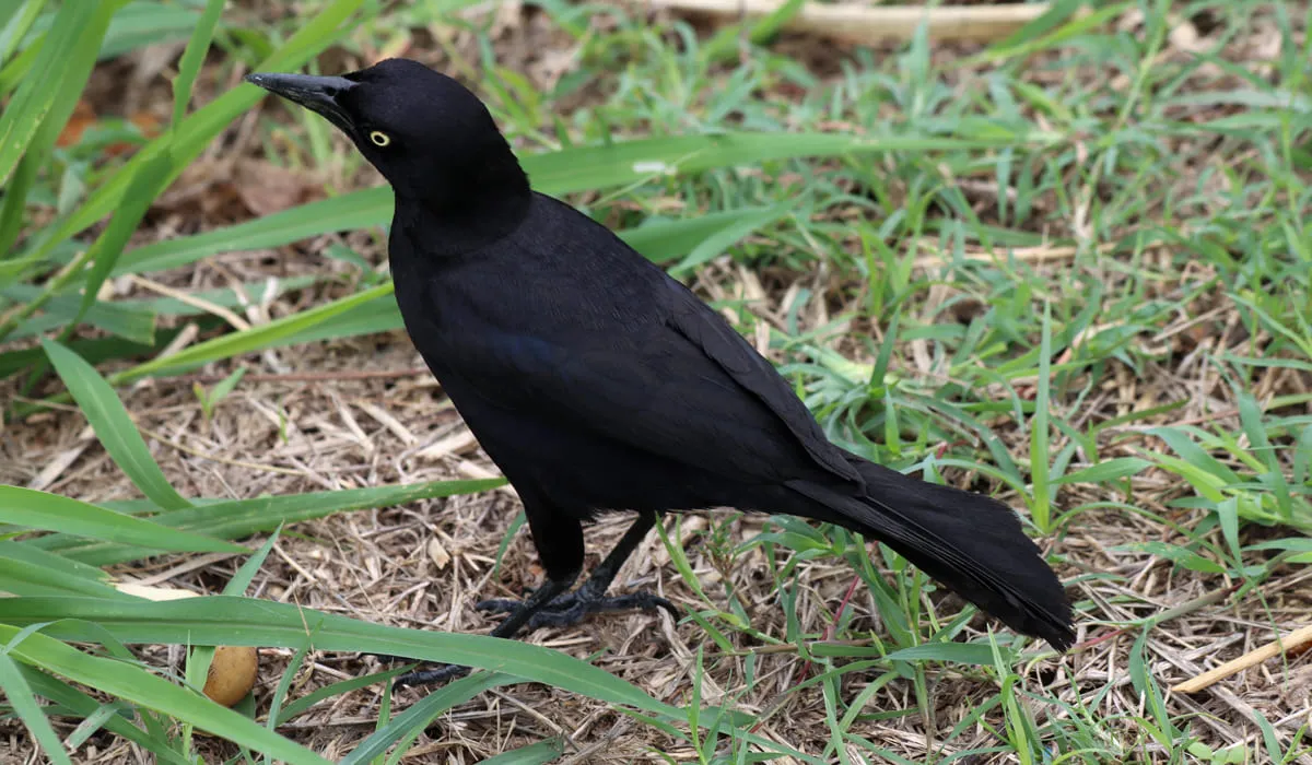 Mâle quiscale merle marchant sur de l'herbe