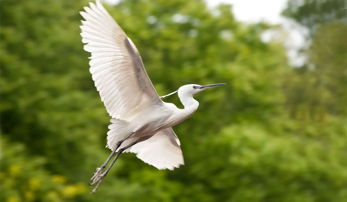 Aigrette garzette en plein vol