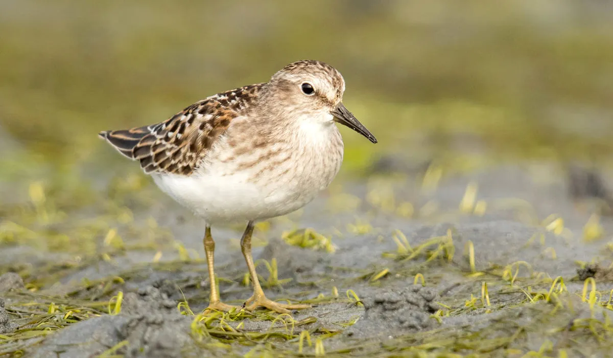 Bécasseau minuscule en train de marcher