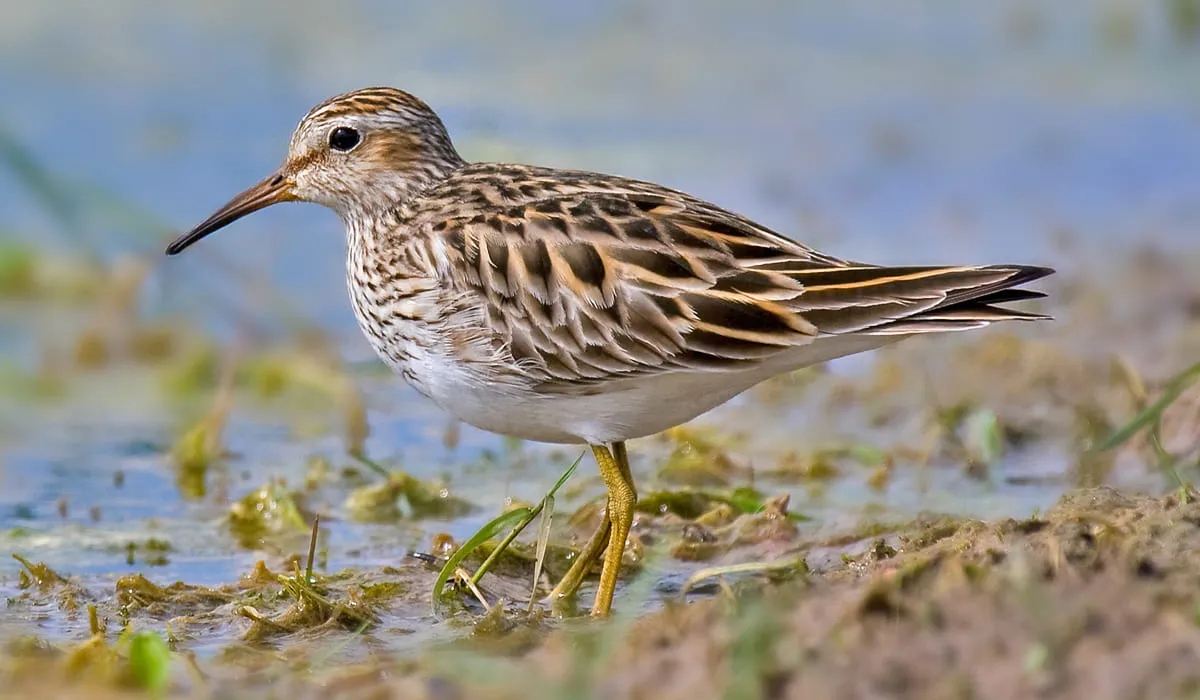 Bécasseau minuscule au bord d'un lac
