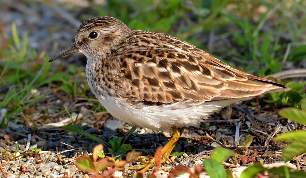Bécasseau minuscule au bord d'un lac