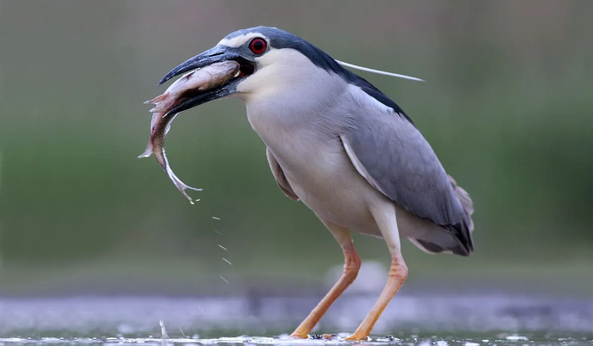 Bihoreau gris en train de pêcher