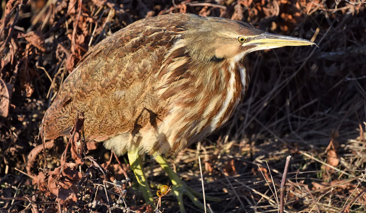 Vue rapprochée du butor d'Amérique