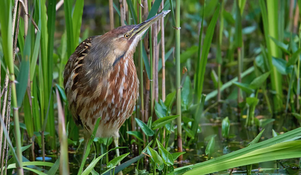 Butor d'Amérique en milieu naturel