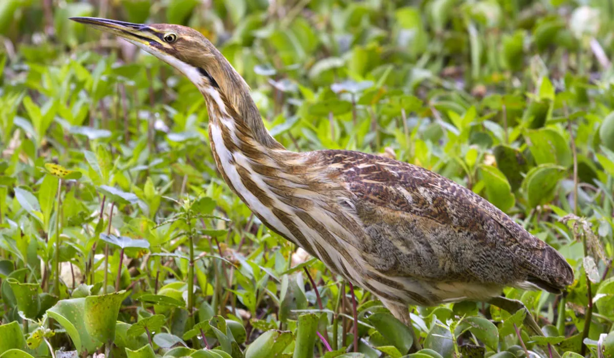 Butor d'Amérique en milieu naturel