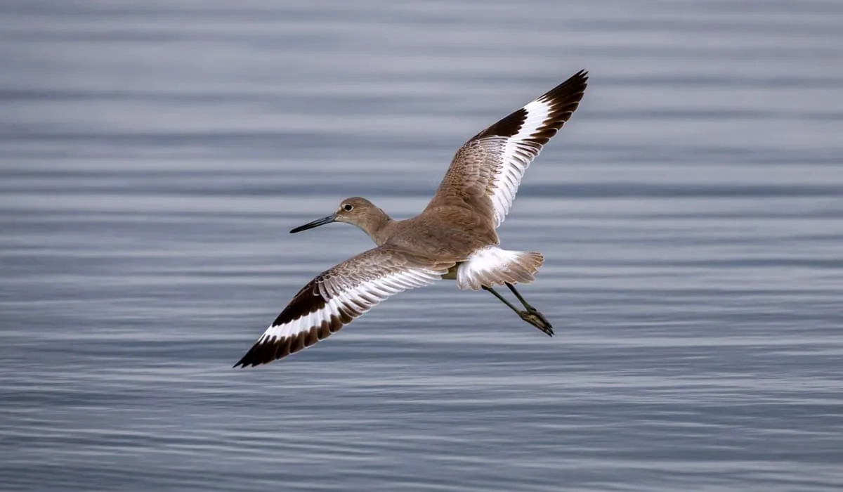 Chevalier semipalmé