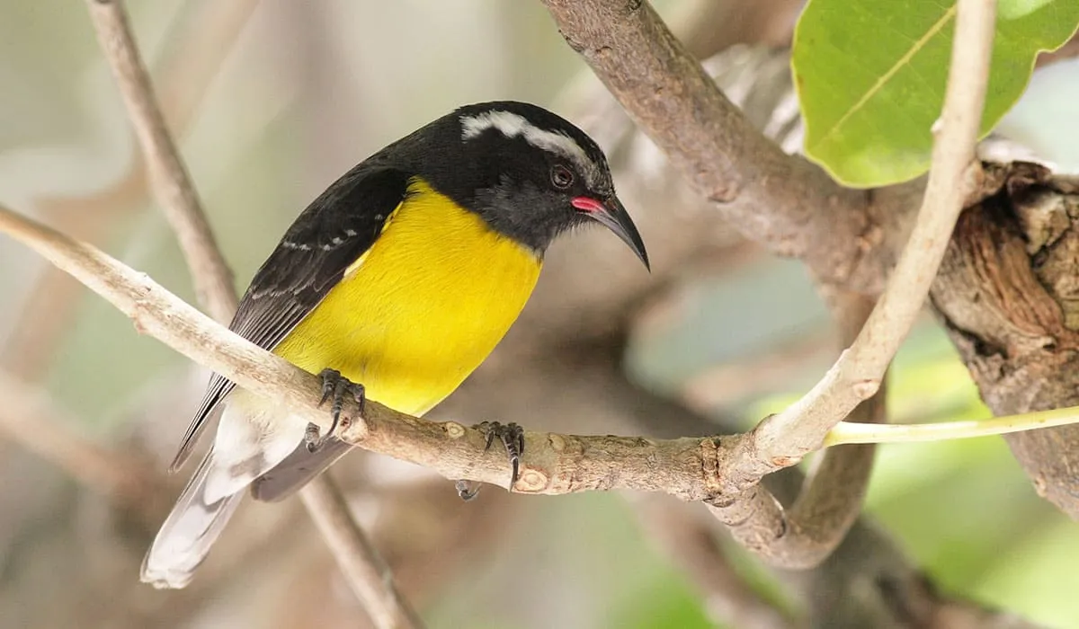 Sucrier à ventre jaune sur une branche