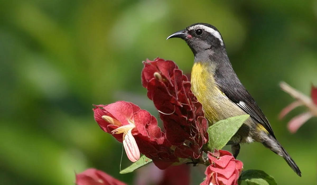 Sucrier à ventre jaune sur une fleur