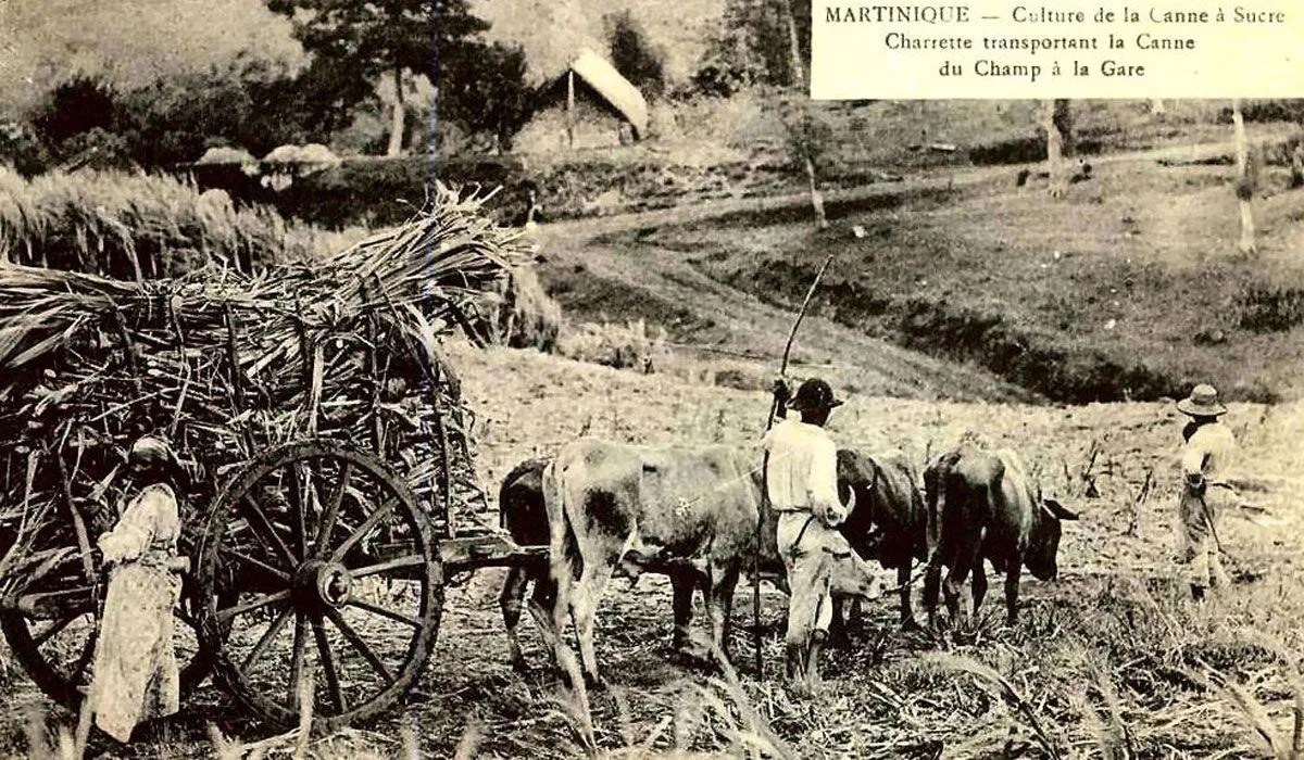 Charette tirée par des taureaux