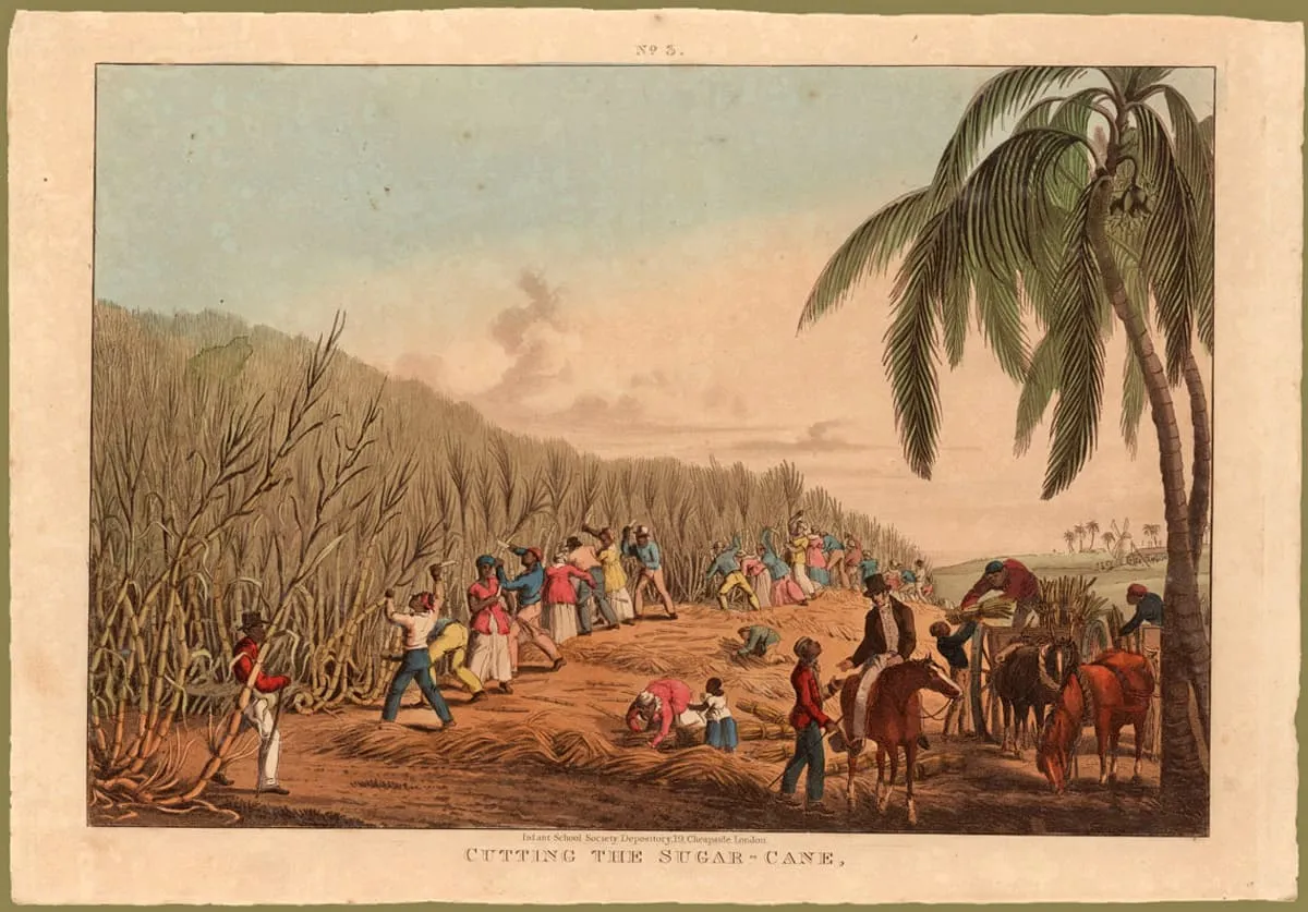 Esclaves travaillant dans un champs de canne à sucre